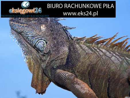Pila biuro rachunkowe