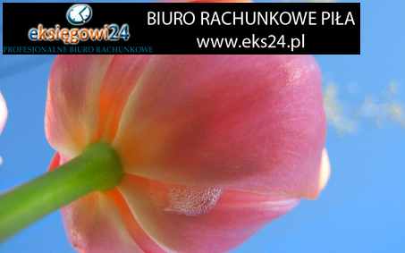 księgowy w Pile