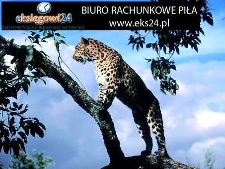 Piła biura rachunkowe