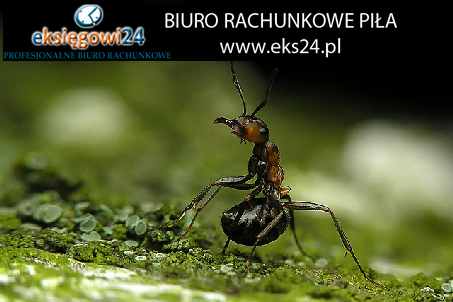Biuro rachunkowe w Pile