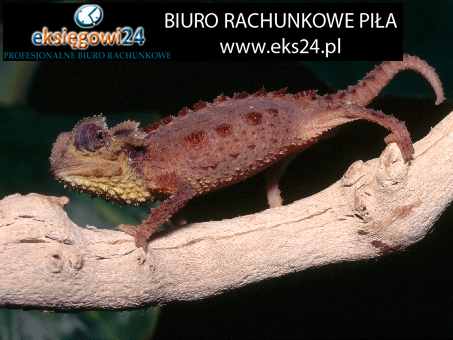 Piła biuro rachunkowe