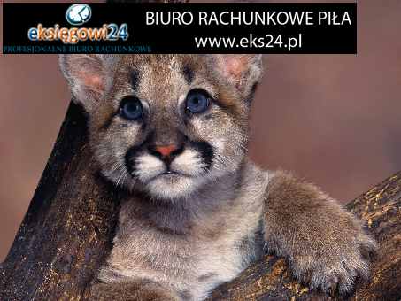 Pila ksiegowa dobra opinia