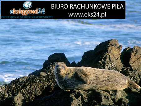 Biura rachunkowe w Pile