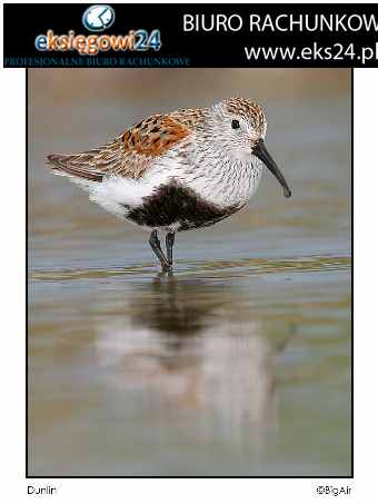 biura podatkowe Piła