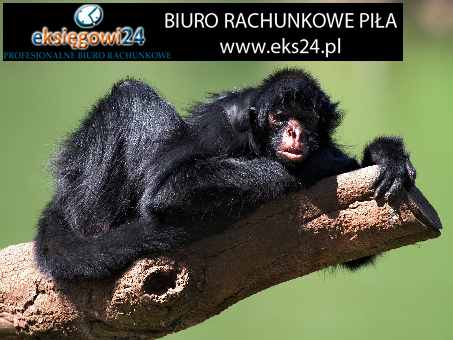 Biura rachunkowe w Pile