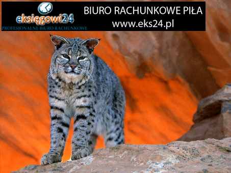 sklep internetowy z tapetami