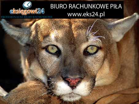 biuro księgowe Trzcianka