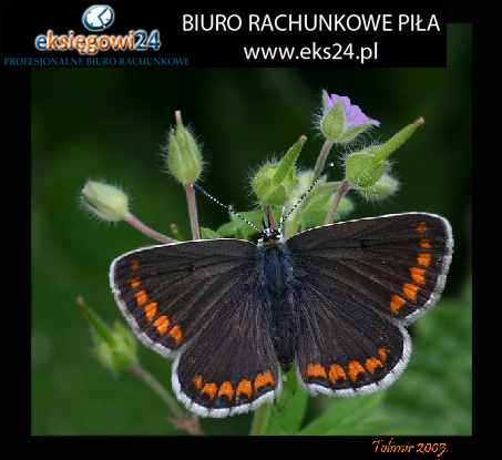Biura rachunkowe Pila