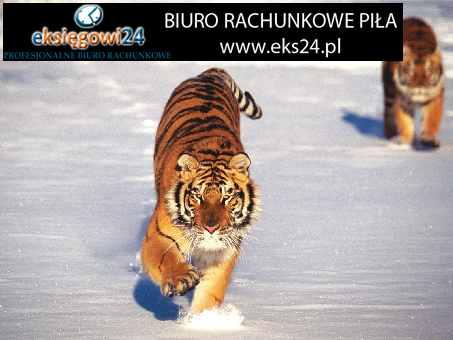 Pila biura rachunkowe