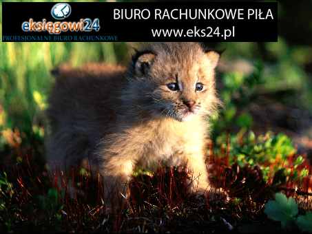 Pila biuro rachunkowe
