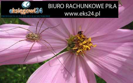 biuro rachunkowe Czarnków