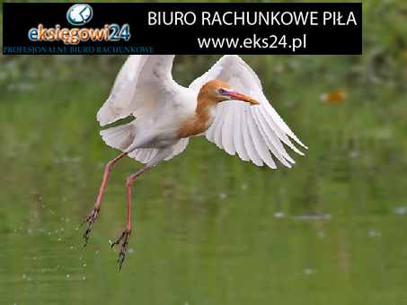 Biura rachunkowe w Pile