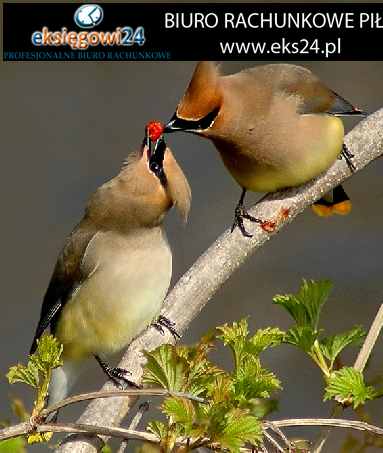 tapety ścienne modne