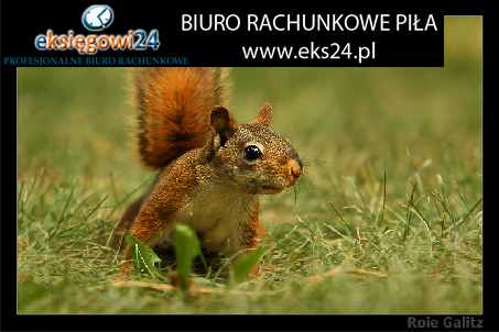 biuro rachunkowe Chodzież