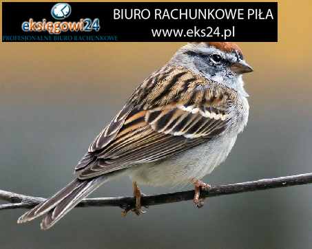 Biuro rachunkowe w Pile