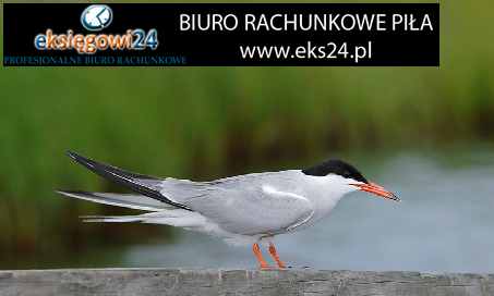 biuro rachunkowe Piła