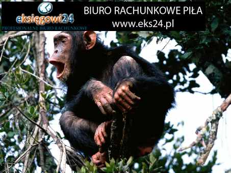 biura rachunkowe Pila