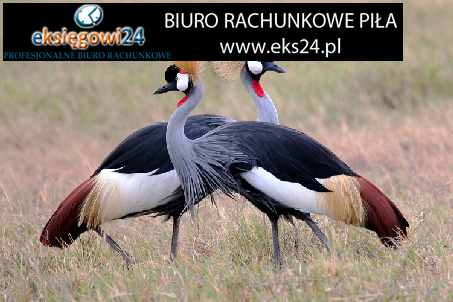 biuro podatkowe Piła