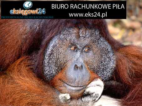 ceny biuro podatkowe Piła