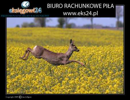 biuro podatkowe Piła