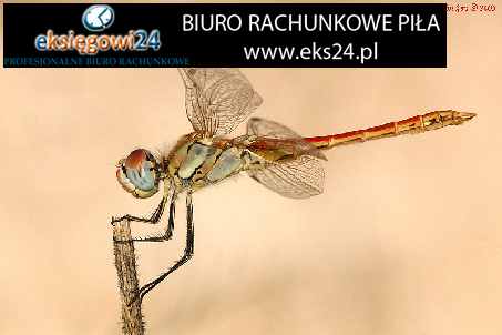 biura rachunkowe Piła