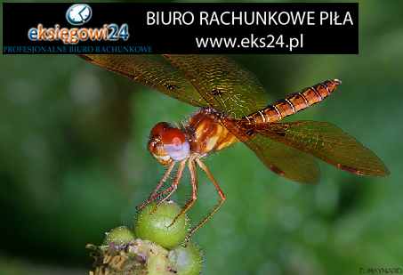 Biura rachunkowe Pila