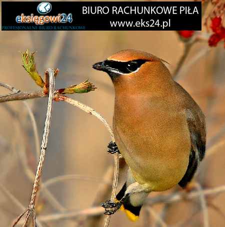 Biuro rachunkowe Pila