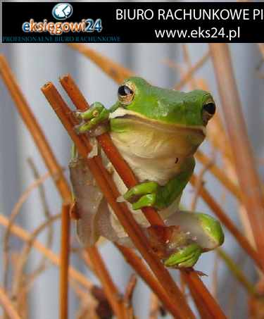 usługi księgowe w Pile