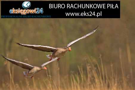 dobre biuro podatkowe Piła