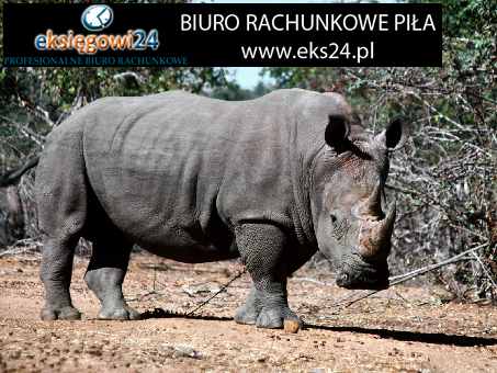 biura rachunkowe Piła