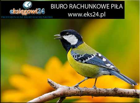 biuro podatkowe w Pile