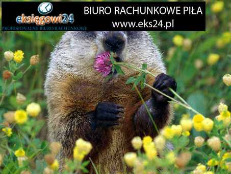 biura księgowe Piła