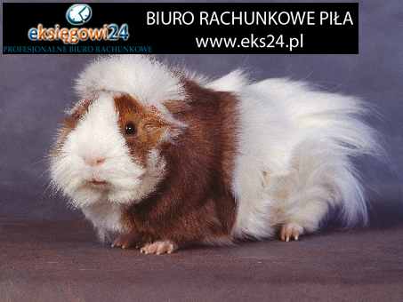 Pila biuro rachunkowe