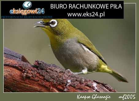 biura rachunkowe Piła