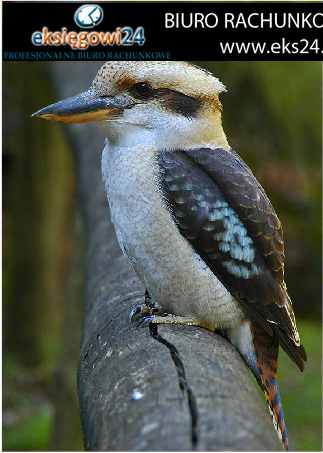 Piła biuro rachunkowe