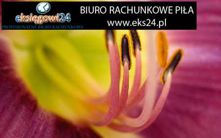 Piła usługi rachunkowe