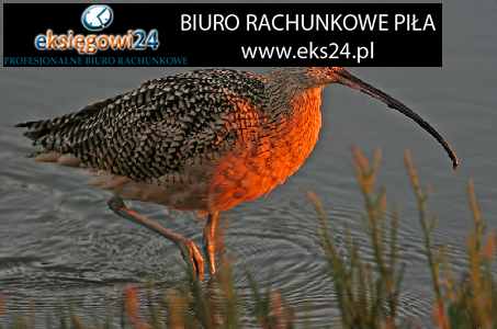biuro rachunkowe Wyrzysk
