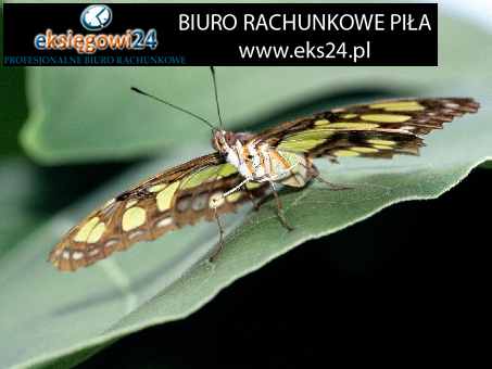 usługi rachunkowe Piła