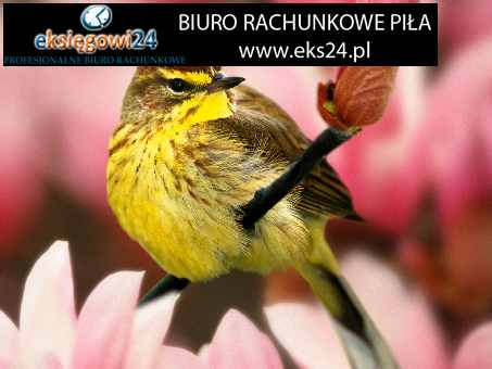 dobre biura podatkowe Piła dobre biura podatkowe Piła