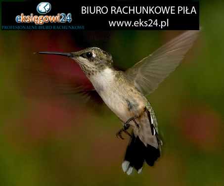 Biuro rachunkowe w Pile