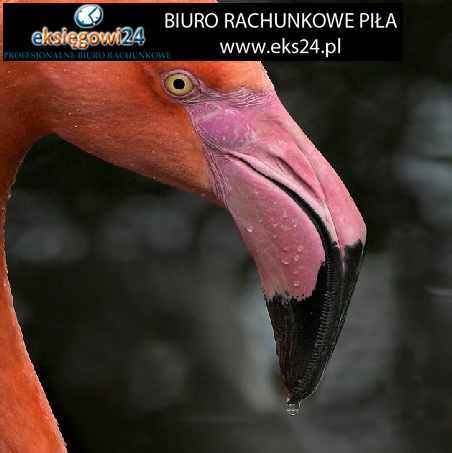 Pila biura rachunkowe