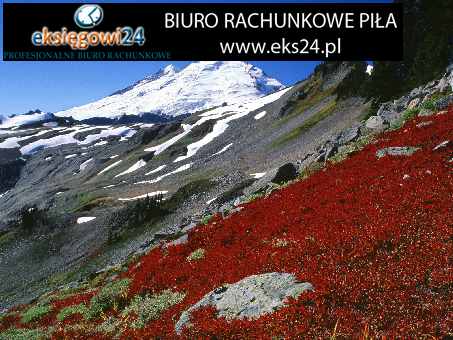 Piła biura rachunkowe