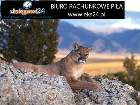 Cennik biuro księgowe Pila Aktualności biuro podatkowe w Pile cennik cimeliom