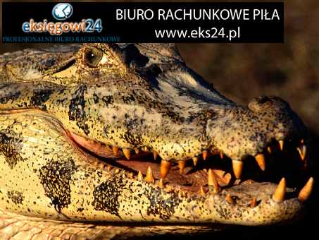księgowość Chodzież