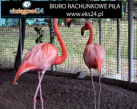 Pila biuro rachunkowe