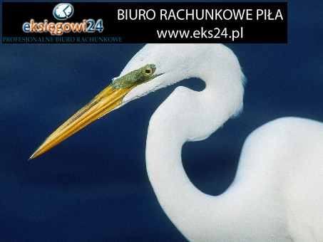 Piła obsługa rachunkowa