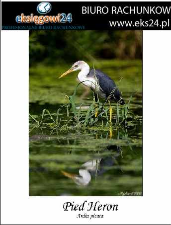 biura rachunkowe Piła