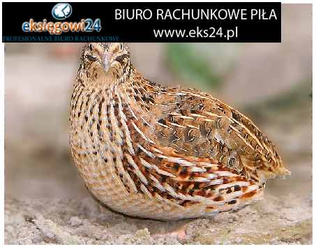 biuro rachunkowe Piła