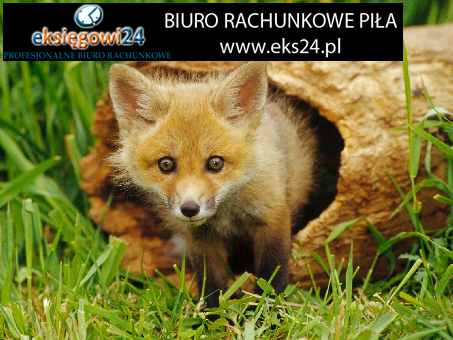 najlepsze biuro rachunkowe Piła