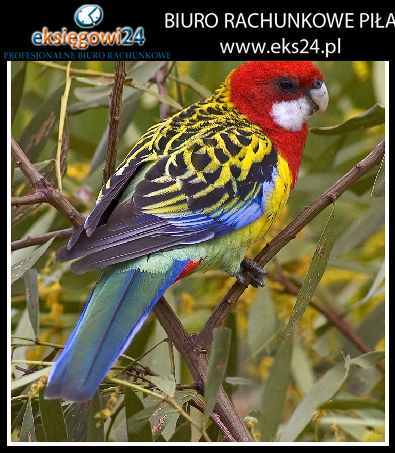 biura księgowe Piła